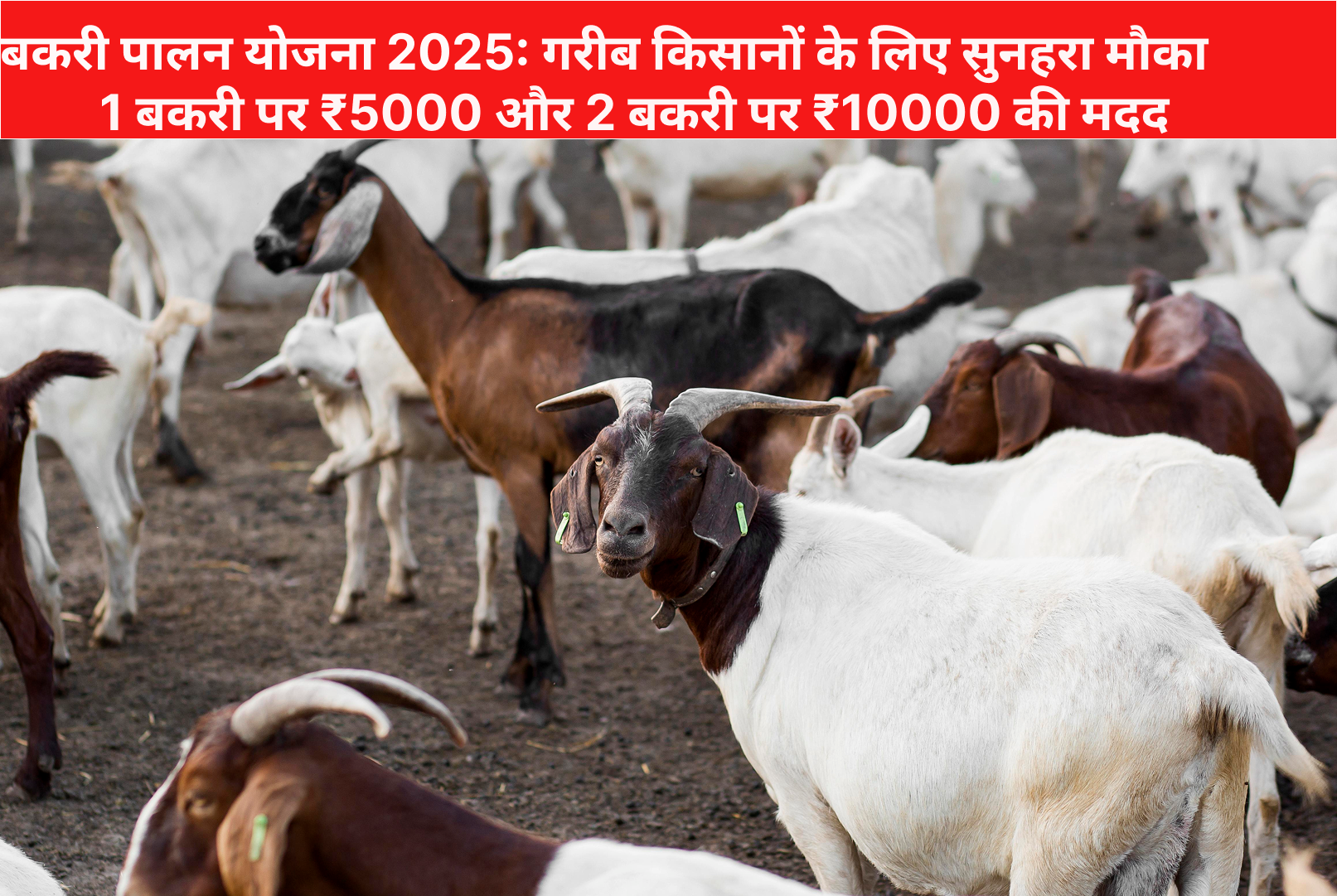 बकरी पालन योजना